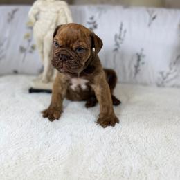 Stefano - Chocolate tri-color male Bulldog puppy in Cheshire, Connecticut from Absolut Bulldogs