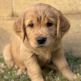 Golden Retriever Puppies from Haven of Hope Golden Retrievers