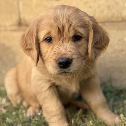 Golden Retriever Puppies from Haven of Hope Golden Retrievers