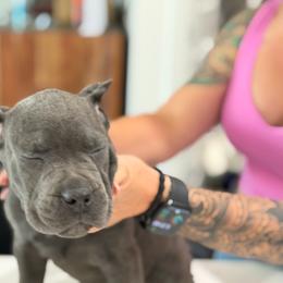 White collar female - Gray female Cane Corso puppy in San Tan Valley, Arizona from Lofty Legends