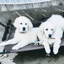 Golden Retriever Puppies from Corrie Poppe's SD English Cream Golden Retrievers