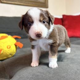 Milo (ASDR and AKC) - Red tri male Miniature Australian Shepherd puppy in Stockton, Missouri from Kizmit Farmz