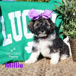 Millie - Sable female Bernedoodle puppy in Heyworth, Illinois from Cobble Creek Puppies