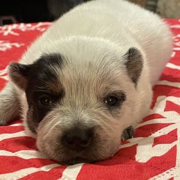 Queen Boy 5 - Blue speckled male Australian Cattle Dog puppy in Monroe, Louisiana from The Sweet Kennels