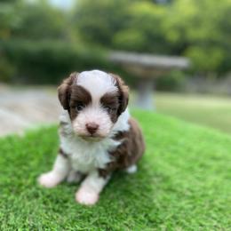 Male 2 - Brown and white male Aussiedoodle puppy in Spring Hill, Tennessee from Duke's Mini & Toy Australian Shepherds & Aussiedoodles