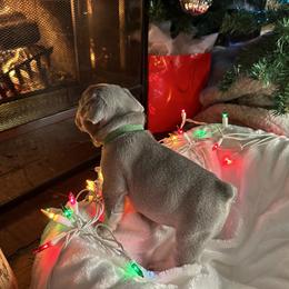 French Bulldog Puppies from Lilac City Frenchies