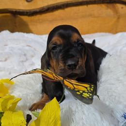 Honesty - Black brown and white female Basset Hound puppy in Big Rapids, Michigan from Basket Hound Bassets