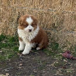 Red female 2 - Red tri-color female Miniature American Shepherd puppy in Centerville, Washington from Turnin Heads
