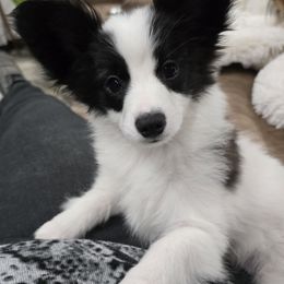 Forrest - White and black Papillon puppy in Hollister, Missouri from Swan Creek Kennel