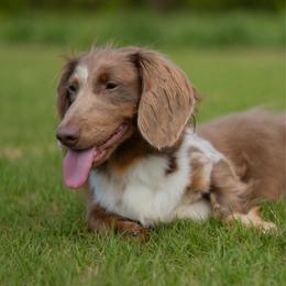 Waylon - Dachshund