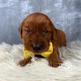Rocky - Red male Companion Cross puppy in Utah County, Utah from Big Hearted Breeders