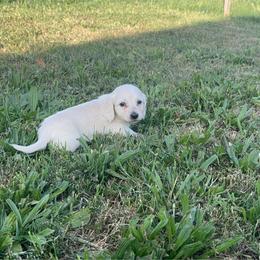 Ckc Longhair ee clear cream - Cream female Dachshund puppy in Anderson, California from Golden Paws Dachshunds