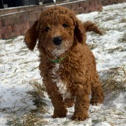 Pistachio - Red  male Goldendoodle puppy in De Pere, Wisconsin from Kinzor Kennels