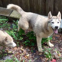 Muscovy - Gray and white Siberian Husky puppy in Dunnellon, Florida from Clover's Legacy Siberians
