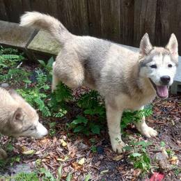 Muscovy - Gray and white Siberian Husky puppy in Dunnellon, Florida from Clover's Legacy Siberians