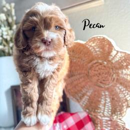 Pecan - Caramel female Australian Labradoodle puppy in Palmdale, California from Heavenly Doodles