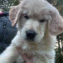 Miss Purple - Light golden female Golden Retriever puppy in Gaston, Oregon from Trillium Spring's Goldens