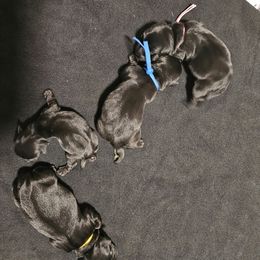 No collar - Black male Scottish Terrier puppy in Seligman, Arizona from Magnum Scottish Terriers