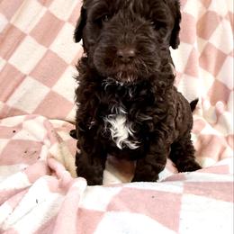 Girl 4 - female Newfypoo puppy in Bloomfield, Iowa from Schooley Doodles