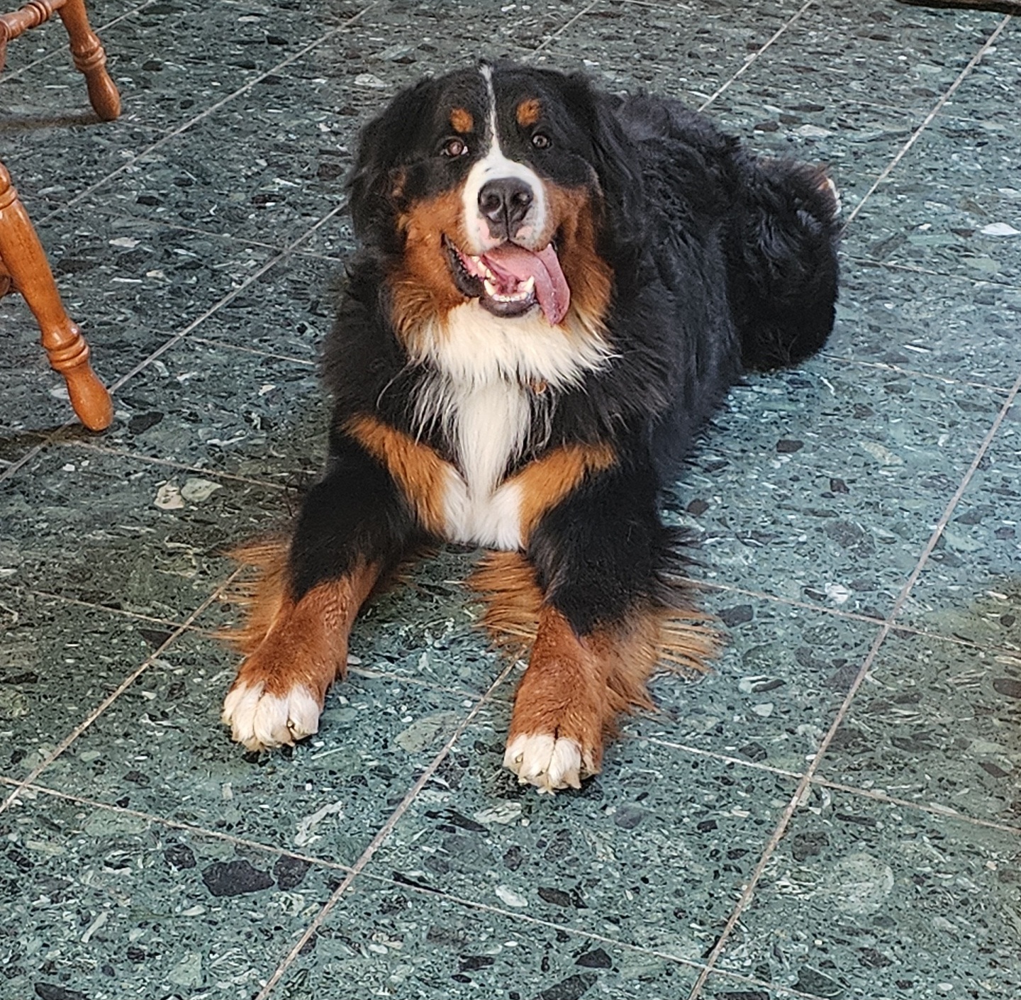 Bernese Mountain Dog Puppies from Pasch’s Beautiful Bernese