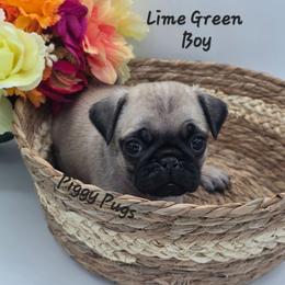 Boy 3 - Lime Green - Fawn male Pug puppy in Olin, North Carolina from Piggy Pugs