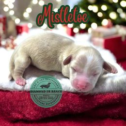 MISTLETOE - Cream male Dachshund puppy in Columbia, Louisiana from Diamond 5R Ranch AKC & CKC Miniature Dachshunds