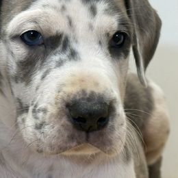 George - Harlequin male Great Dane puppy in Hutchinson, Kansas from Dappled Danes