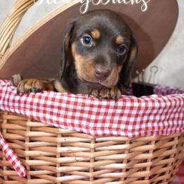 Dachshund Puppies from FleuryDachs