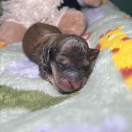 Lincoln - Cream male Dachshund puppy in Littlestown, Pennsylvania from Little Kisses Doxies