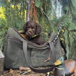 Boykin Spaniel puppies from Honey Run Boykins