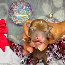 Spot - Chocolate male Chihuahua puppy in Palm Coast, Florida from Fiesta Pups