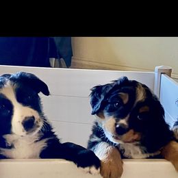 Aussiedoodle, Bernedoodle, and Goldendoodle Puppies from Elle and Oak Farms