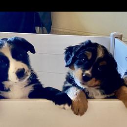 Aussiedoodle, Bernedoodle, and Goldendoodle Puppies from Elle and Oak Farms