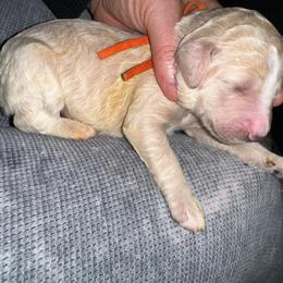 Daisy - Apricot female Poodle puppy in Prosperity, Pennsylvania from Stelladoodles & Company