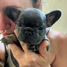 Happy - Blue fawn female French Bulldog puppy in Rathdrum, Idaho from Smart Pomskies and Frenchies