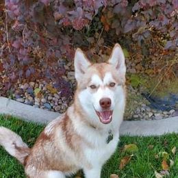 Siberian Husky Puppies from Star Blue Siberians