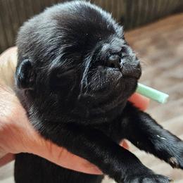 Pug puppies from Tellier's AKC Boston Terriers Missouri
