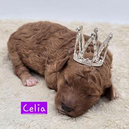 Celia - Red  female Goldendoodle puppy in Neillsville, Wisconsin from Granton Creek