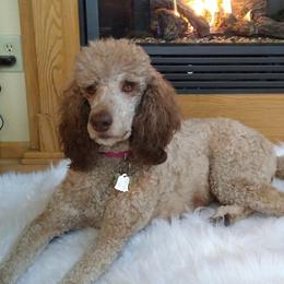 Sasha - Poodle