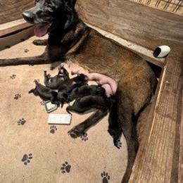Boy 2 - Mahogany male Belgian Malinois puppy in Franklin County, Missouri from Tomy K9 Support Services