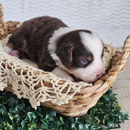 Roper - Red tri-color male Australian Shepherd puppy in Mountain Grove, Missouri from K Bar H Farms