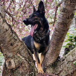 Cepo - German Shepherd