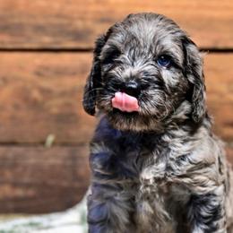 Orange Collar - Merle male Goldendoodle puppy in Ocala, Florida from Hancock Place