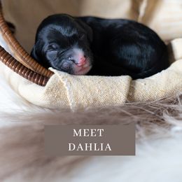 Dahlia - Black and white Sheepadoodle puppy in North Carolina from Nomad's Doodles