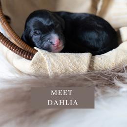 Dahlia - Black and white Sheepadoodle puppy in North Carolina from Nomad's Doodles