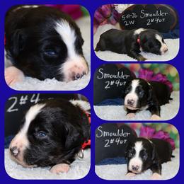 Smoulder - Black tri-color male Australian Shepherd puppy in Levelland, Texas from Once Upon a Time Aussies