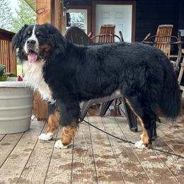 Boone - Black rust and white male Bernese Mountain Dog puppy in Eureka, Montana from Back 40 Berners