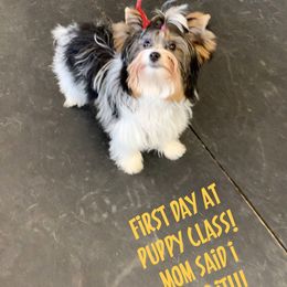Biewer Terrier Puppies from Bouquet Biewers