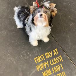 Biewer Terrier Puppies from Bouquet Biewers