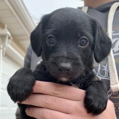Aussiedoodle and Leopardoodle Puppies from A Puppy Crush